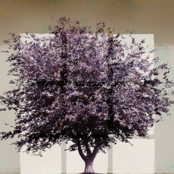 Window2 on a Purple Tree 2x3